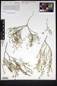 Lepidium nitidum image