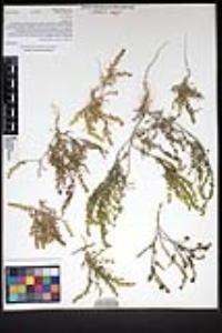 Lepidium strictum image