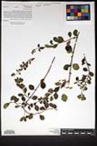 Lonicera subspicata image