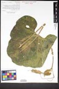 Lagenaria siceraria image
