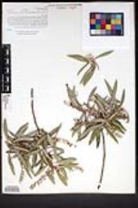 Comarostaphylis diversifolia subsp. diversifolia image