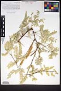 Prosopis glandulosa image