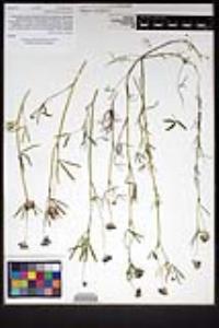 Trifolium willdenovii image