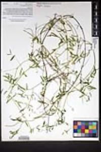 Vicia ludoviciana image