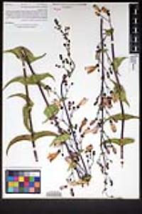 Penstemon spectabilis image