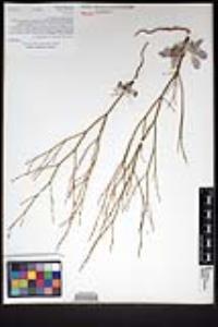 Eriogonum gracile var. incultum image
