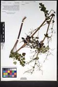 Thalictrum polycarpum image