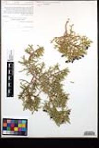 Juniperus californica image