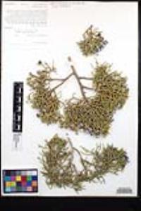 Juniperus californica image