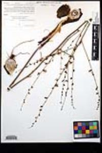 Chlorogalum parviflorum image
