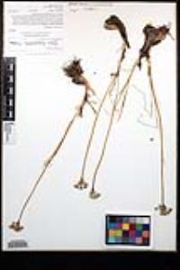 Allium haematochiton image
