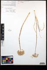 Allium marvinii image