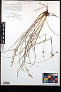 Carex triquetra image