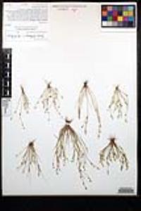 Juncus bufonius var. bufonius image