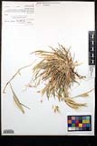 Hordeum murinum subsp. glaucum image