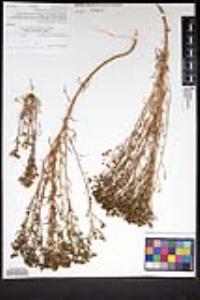 Amblyopappus pusillus image