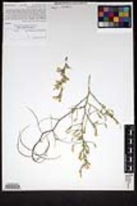 Stephanomeria pauciflora image