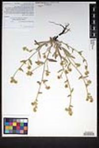 Simpsonanthus jonesii image