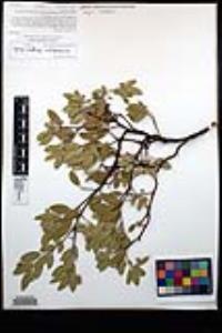 Arctostaphylos pungens image