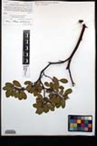 Arctostaphylos pungens image
