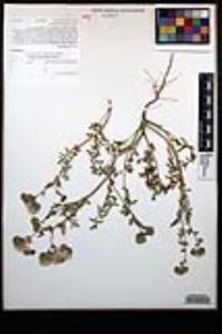 Phacelia distans image