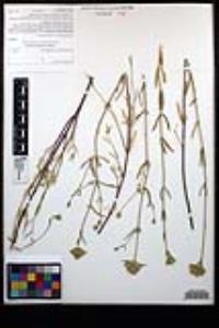 Monardella linoides image