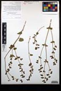 Mirabilis laevis var. crassifolia image