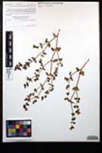 Mirabilis laevis image