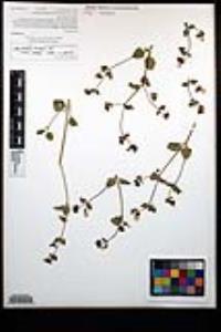 Mirabilis laevis var. retrorsa image