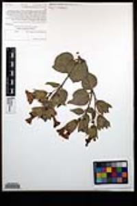 Mirabilis multiflora image