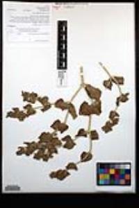 Mirabilis tenuiloba image