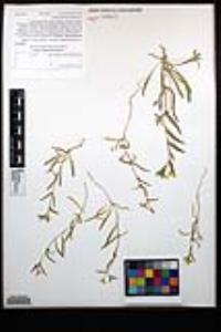 Camissoniopsis pallida subsp. pallida image