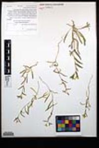 Camissoniopsis pallida image