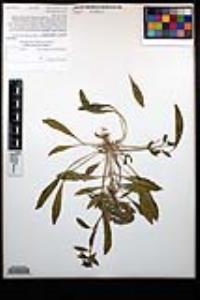 Eremothera boothii var. condensata image