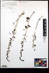 Sairocarpus pusillus image