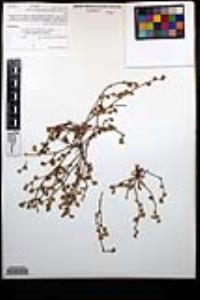 Chorizanthe procumbens image