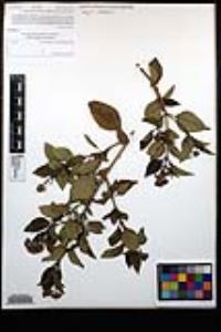 Lantana camara image