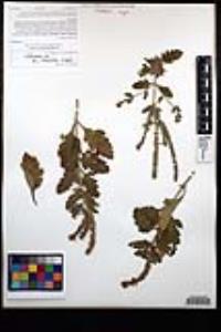 Verbena lasiostachys image