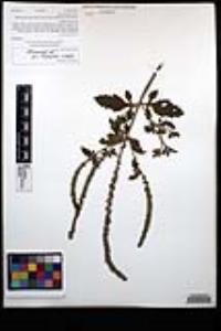 Verbena lasiostachys image
