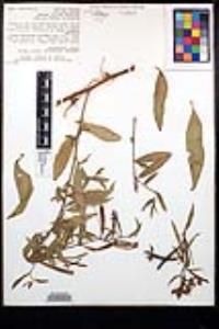 Ludwigia octovalvis subsp. octovalvis image