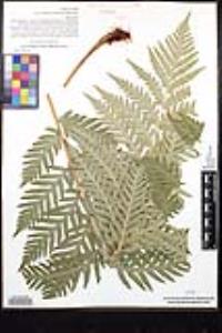 Woodwardia fimbriata image