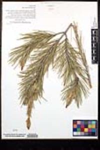 Pinus halepensis image