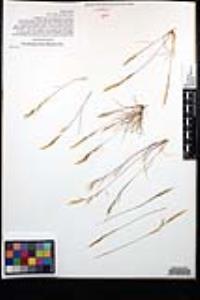 Aristida adscensionis image