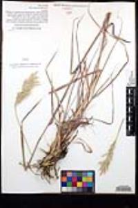 Bothriochloa barbinodis image