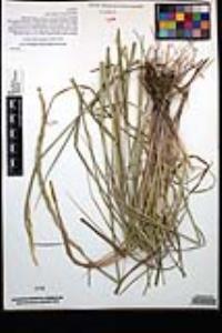 Elymus glaucus subsp. glaucus image