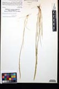 Vulpia myuros image