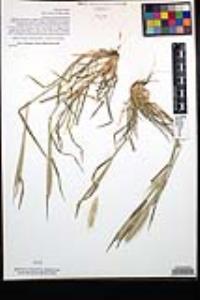 Hordeum murinum image