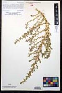 Amaranthus albus image