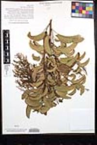 Malosma laurina image