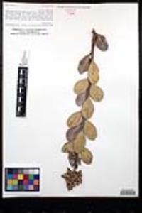 Rhus integrifolia image